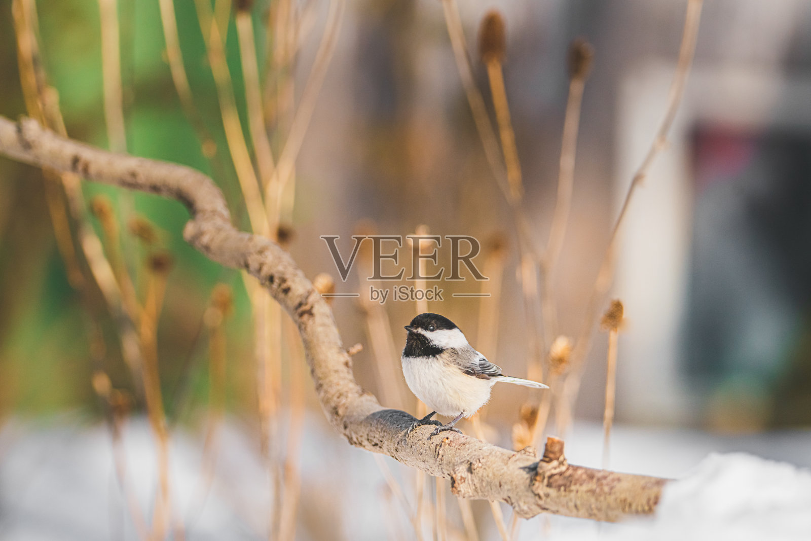 漂亮的照片摄影图片