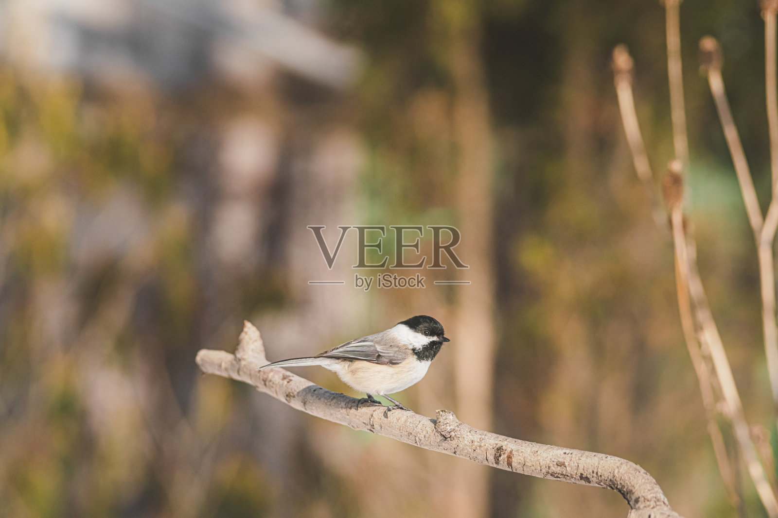 漂亮的照片摄影图片