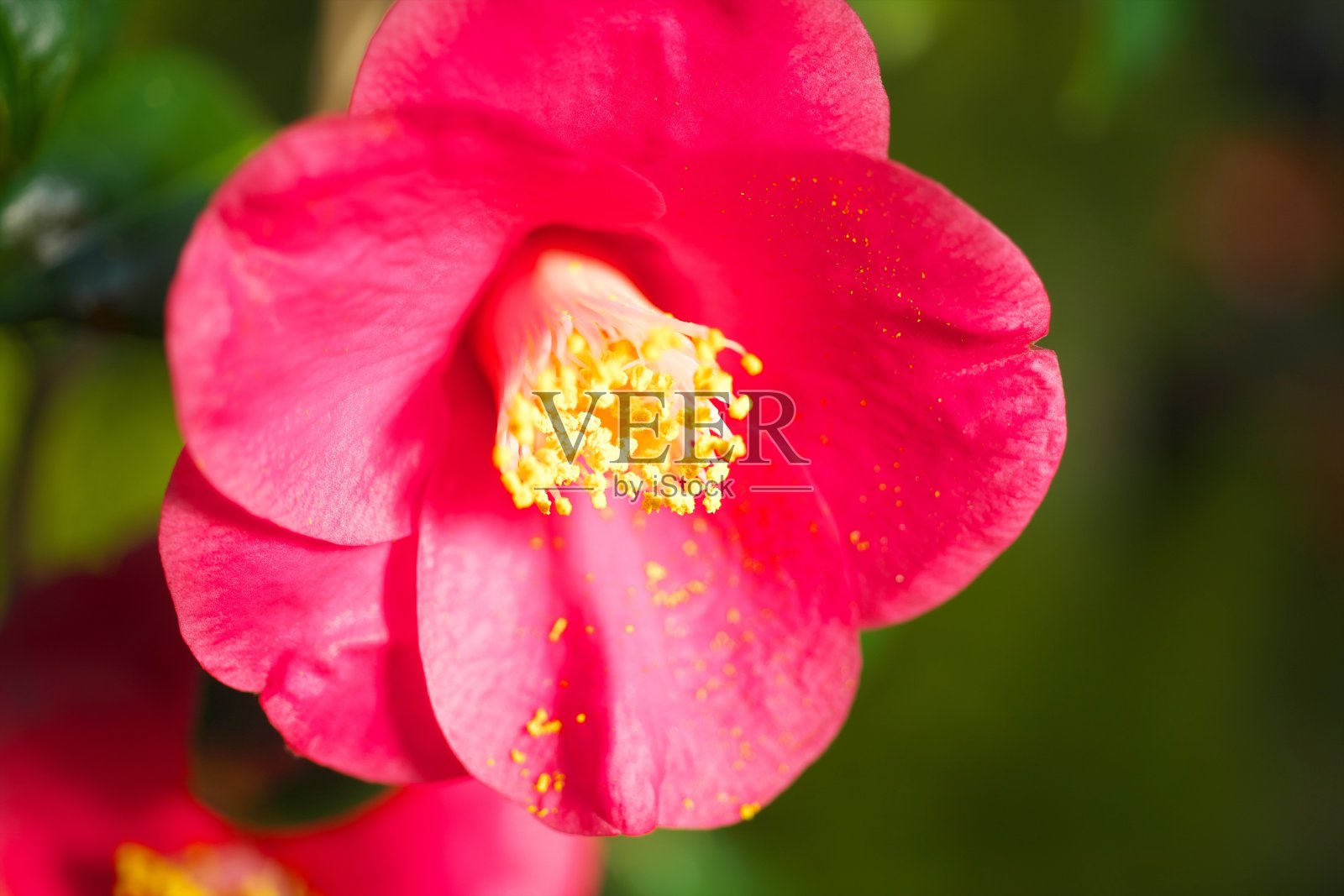 山茶花盛开了照片摄影图片