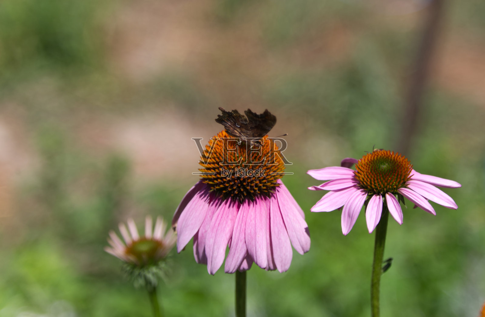 紫锥菊和飞蛾照片摄影图片