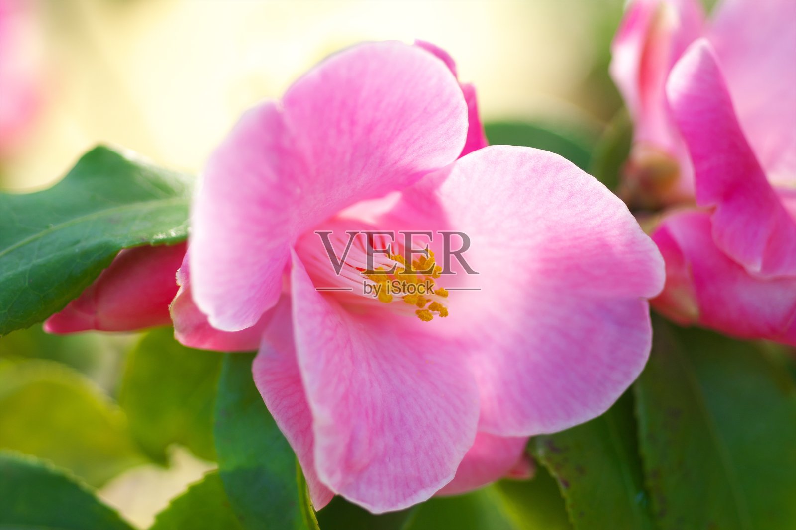 山茶花盛开了照片摄影图片