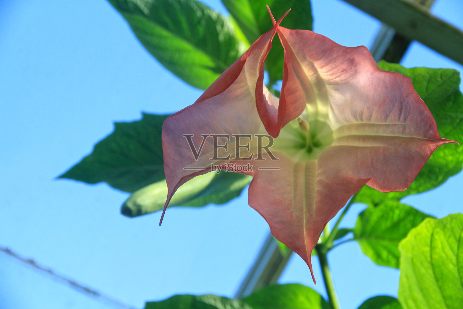 曼陀罗属植物照片摄影图片