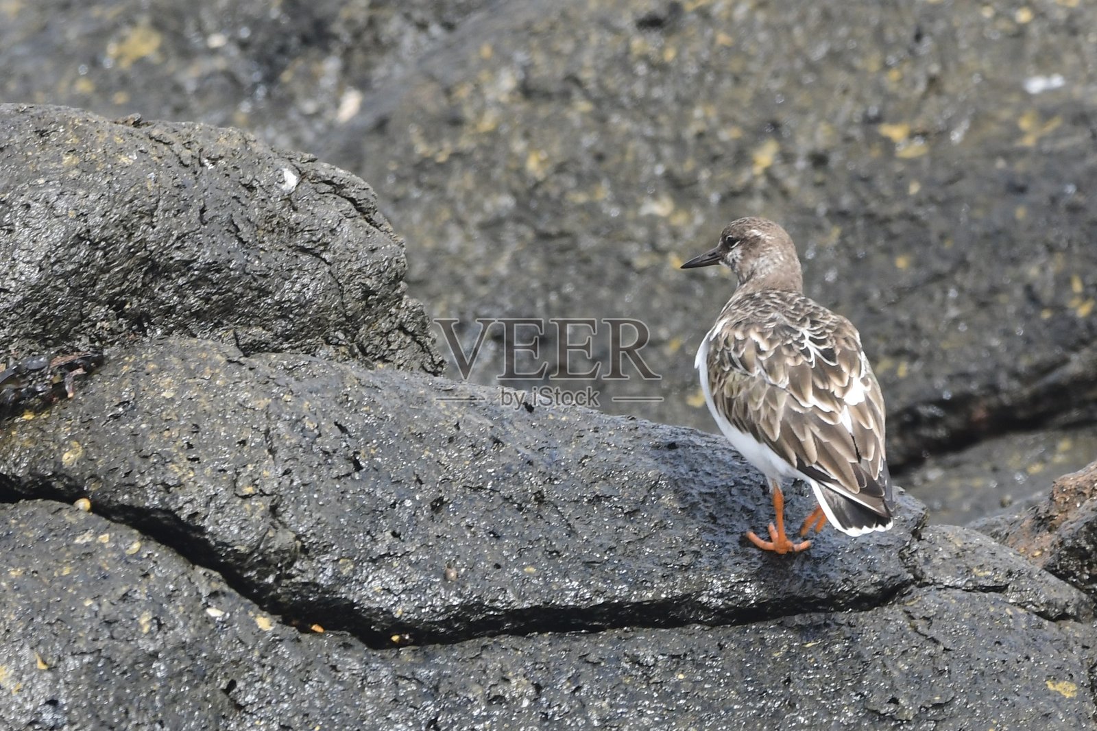 鸟在岩石上照片摄影图片