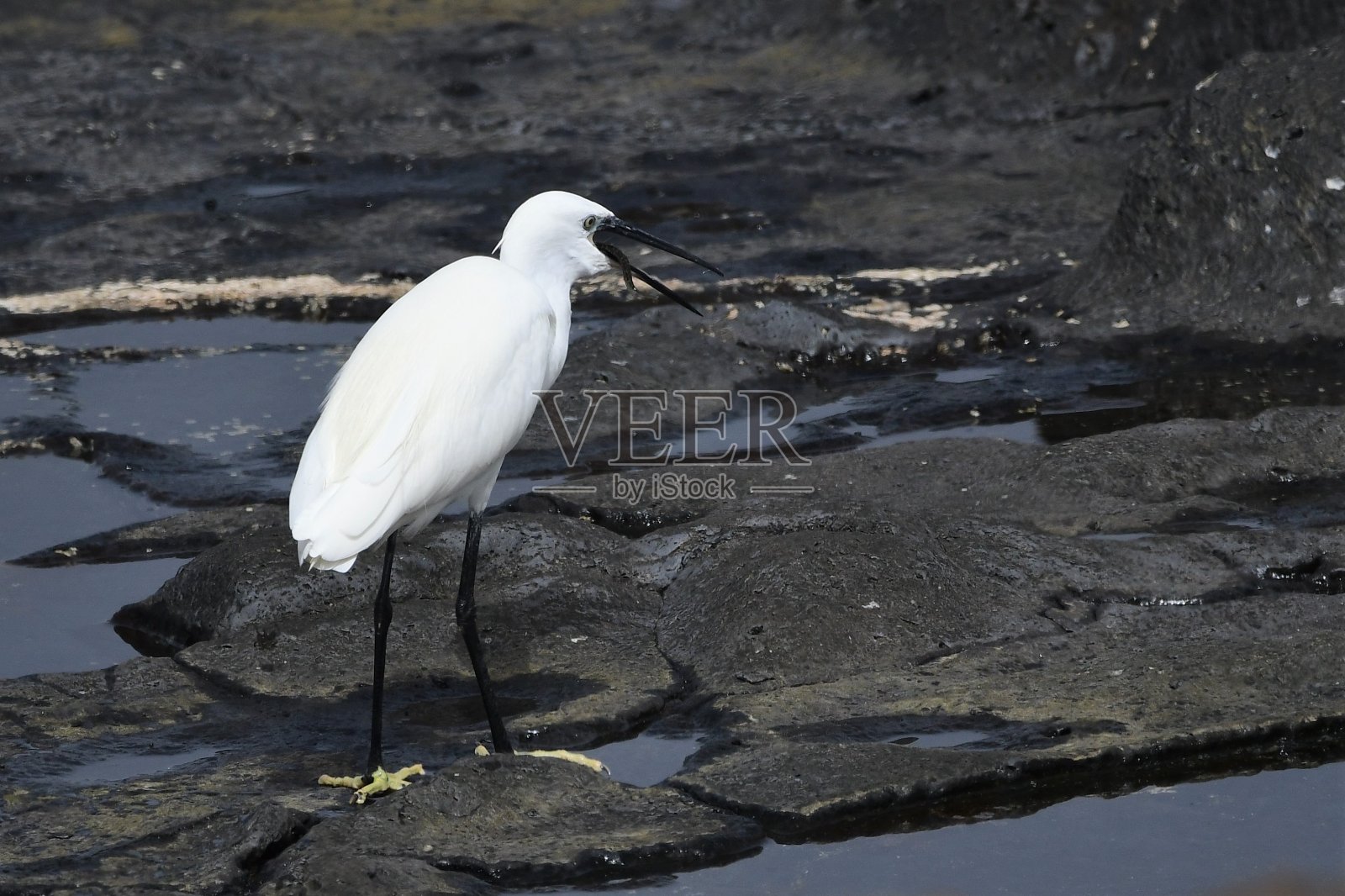 常见的白鹭照片摄影图片