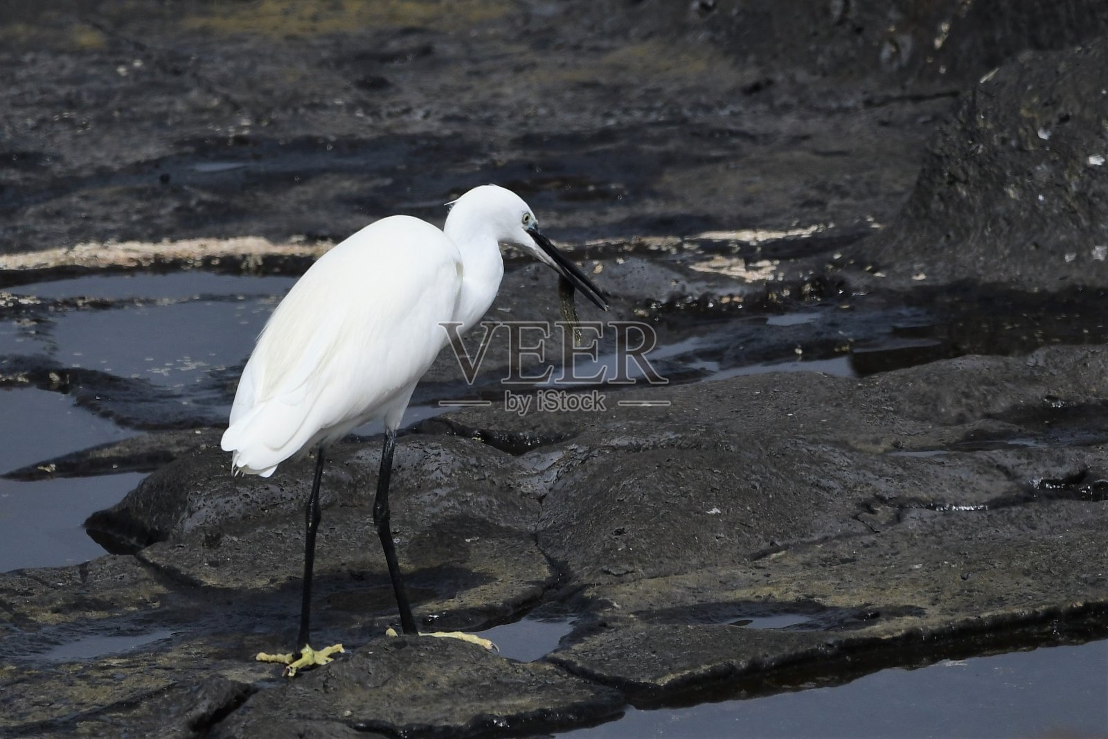 常见的白鹭照片摄影图片