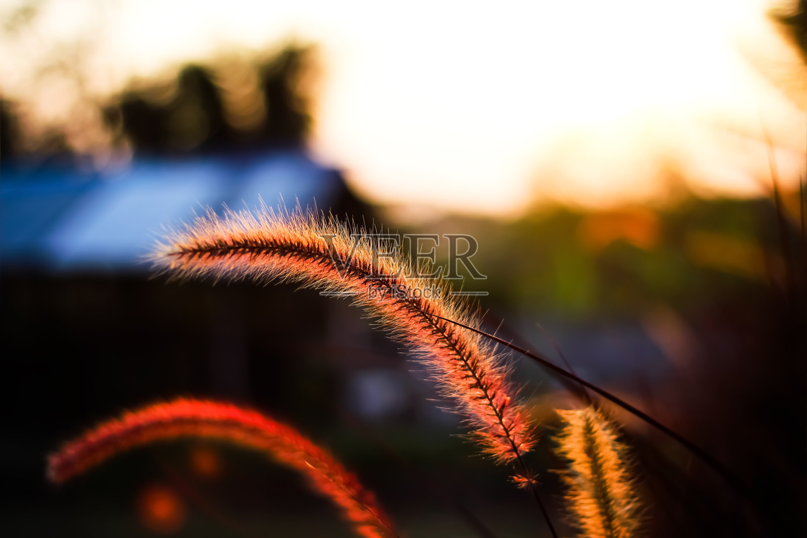 近针草花田，盛开与反射光从日落傍晚的自然背景照片摄影图片