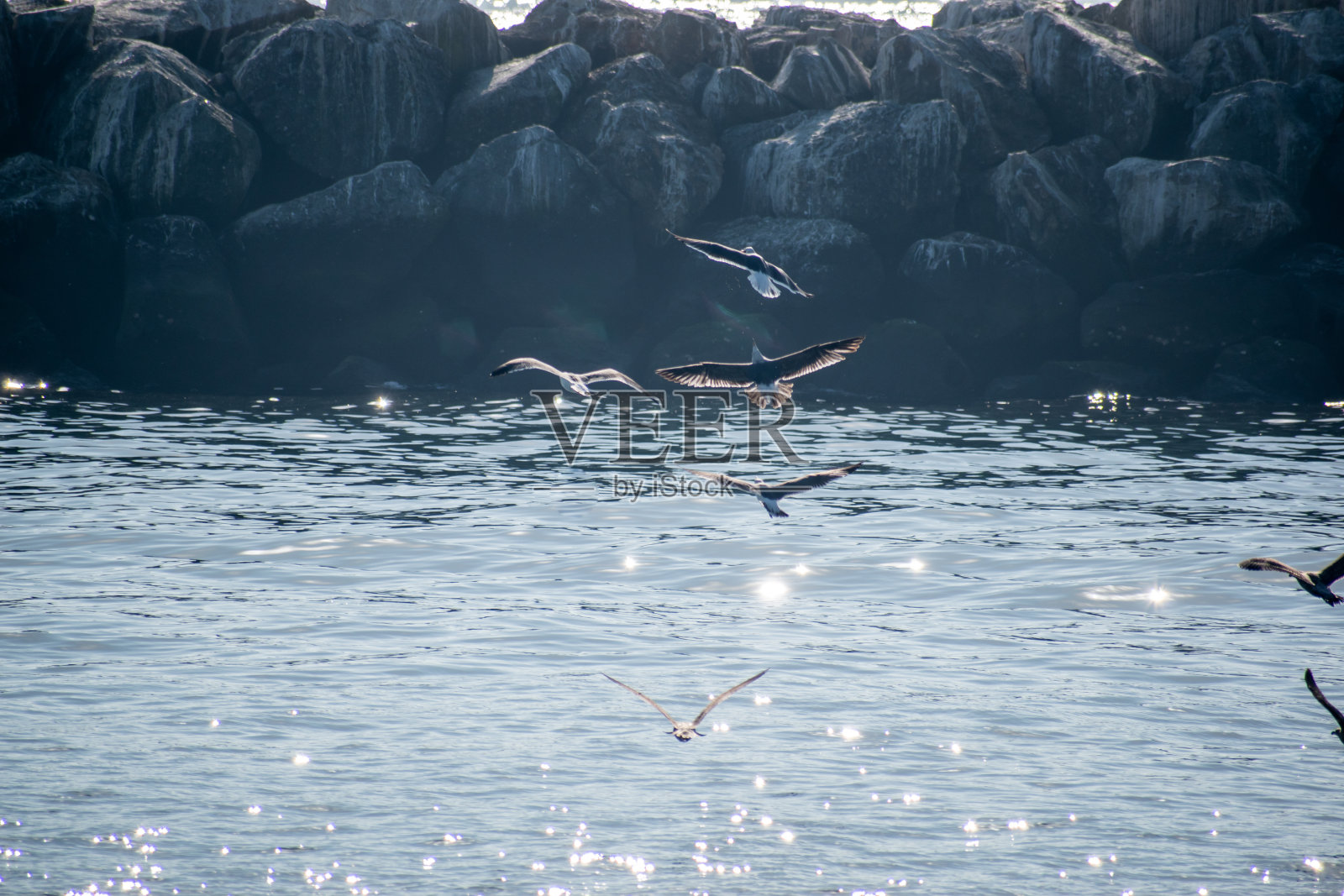 鸟儿在洛杉矶的太平洋上空翱翔照片摄影图片