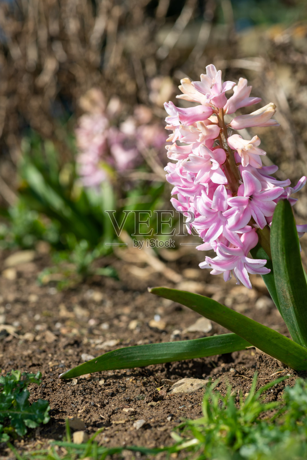 风信子(风信子)花照片摄影图片