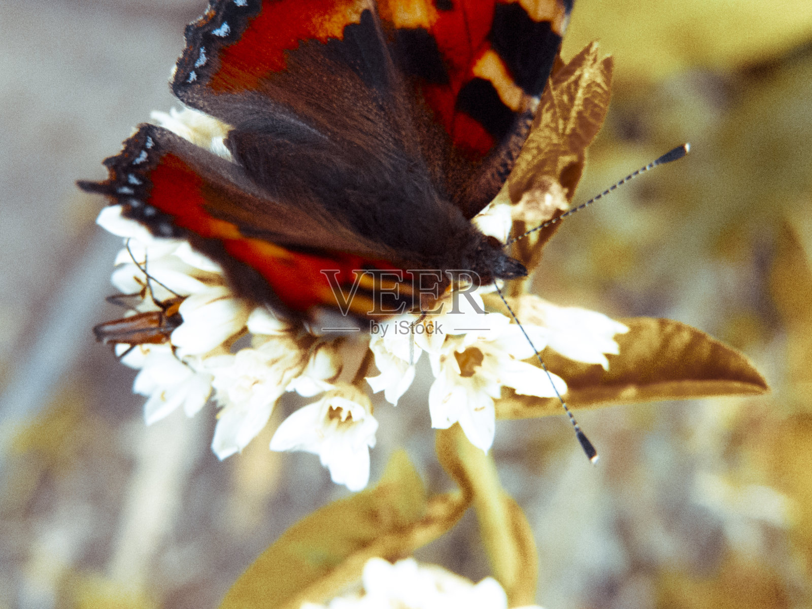 美丽的复古照片与蝴蝶照片摄影图片