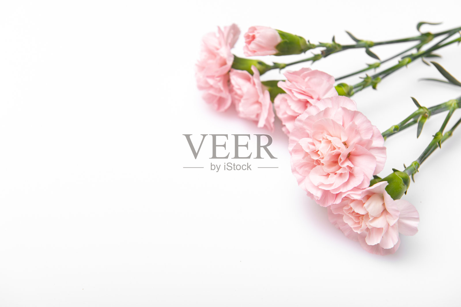 近距离照片的粉红色康乃馨花束孤立在白色的背景照片摄影图片