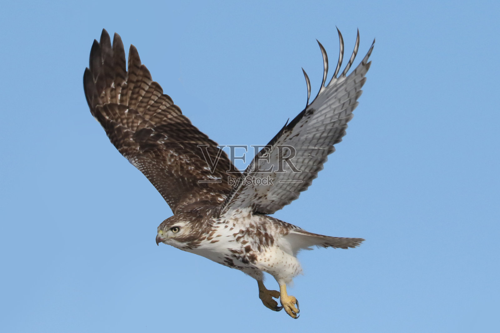 红尾鹰在绿树成荫的天空或湛蓝的天空中飞翔照片摄影图片