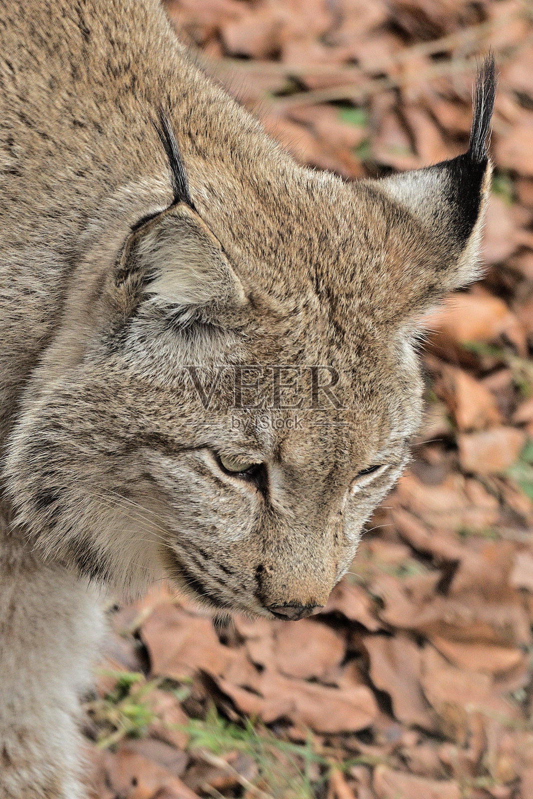 猞猁照片摄影图片