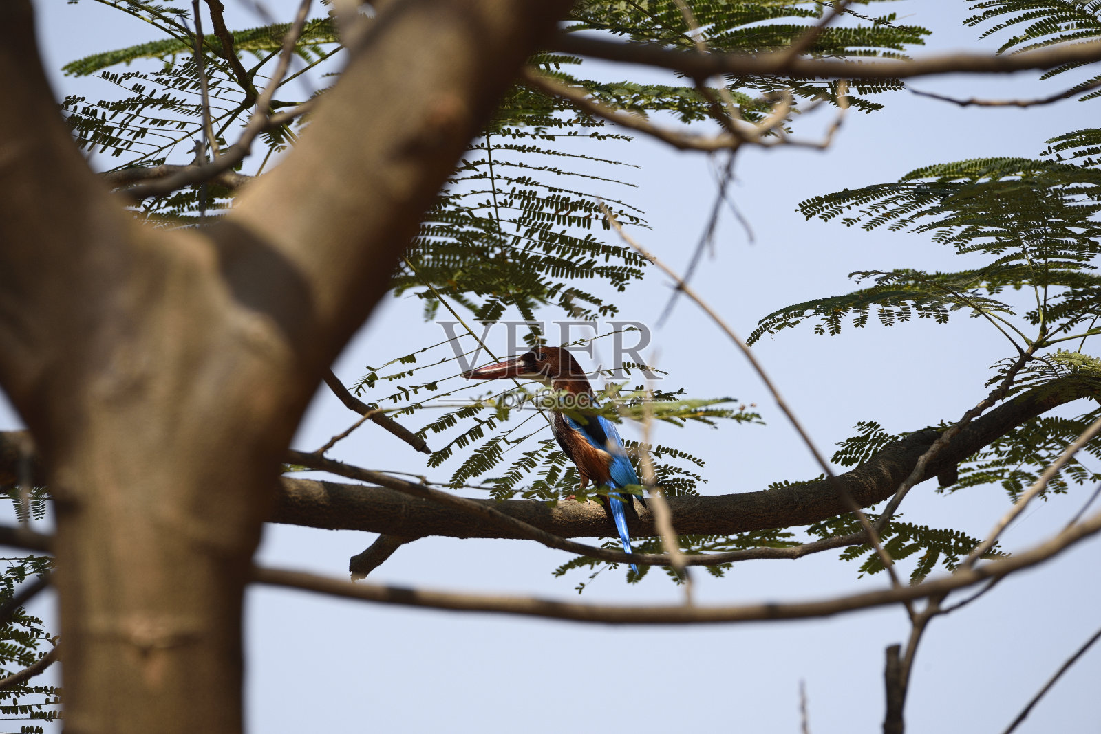 白喉翠鸟照片摄影图片