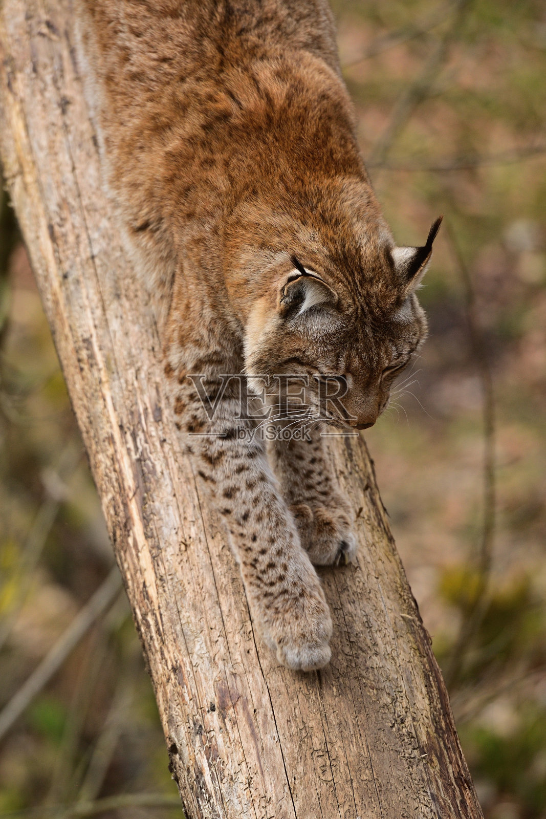 猞猁照片摄影图片