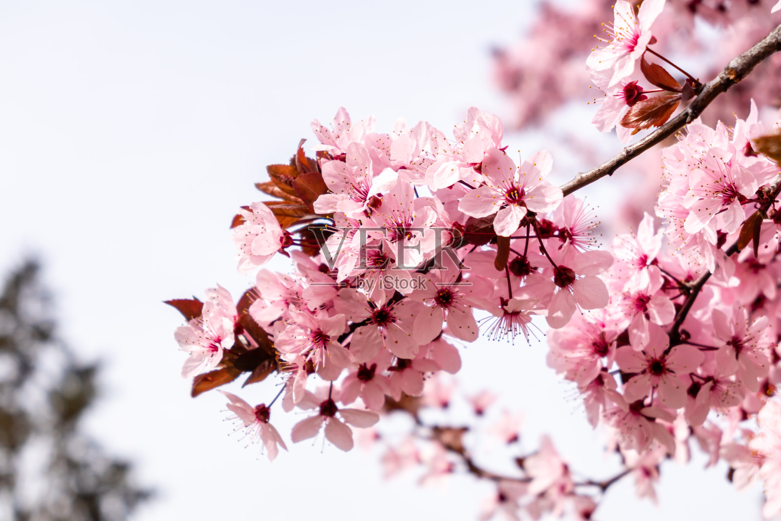 樱花，马德里一个公园里的樱花照片摄影图片