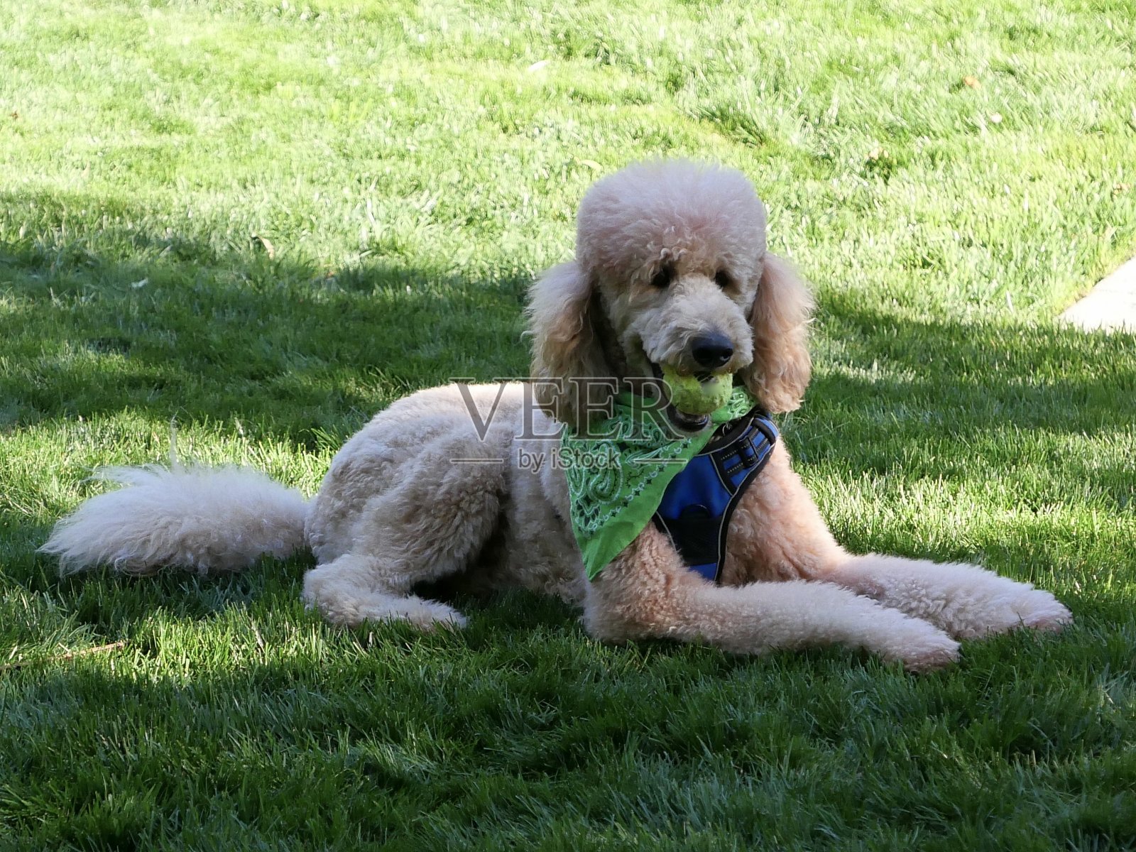 狮子狗在公园玩耍照片摄影图片