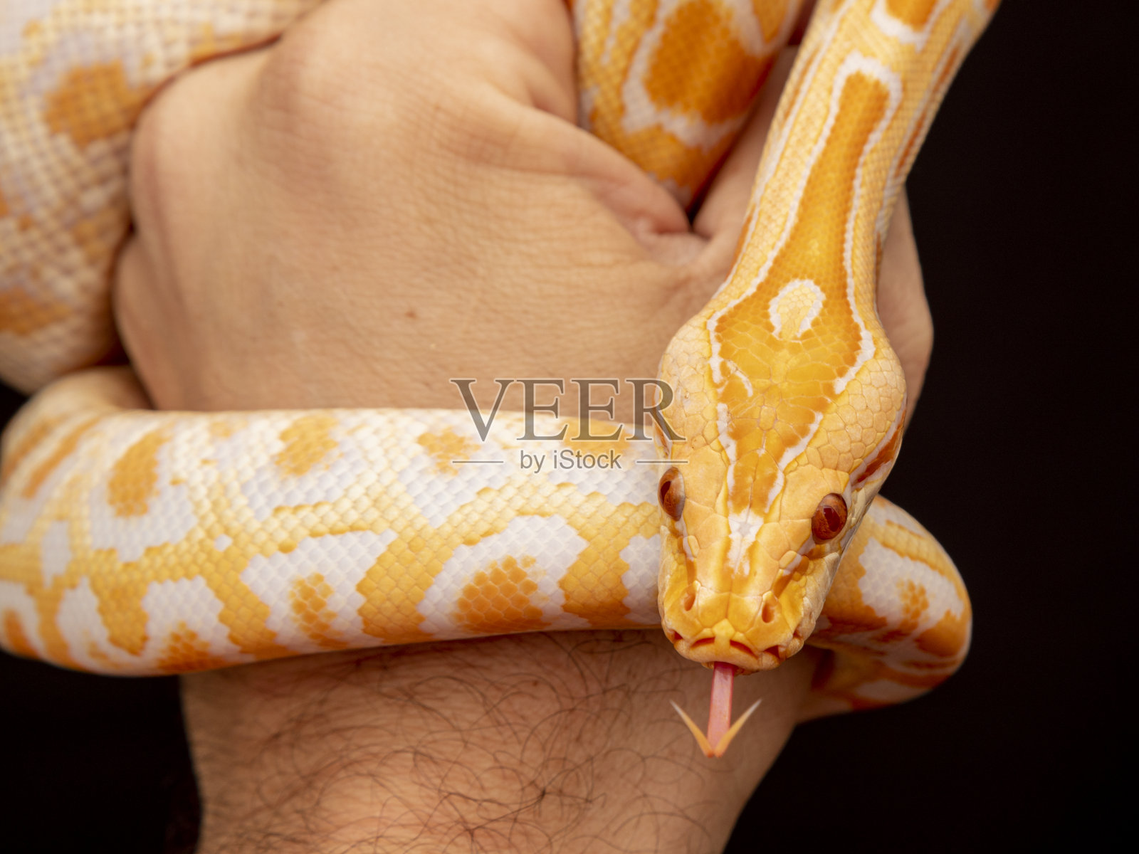 金蟒蛇，网状蟒蛇照片摄影图片