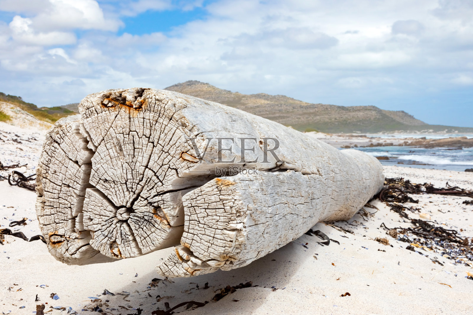 开普敦海滩上的浮木照片摄影图片
