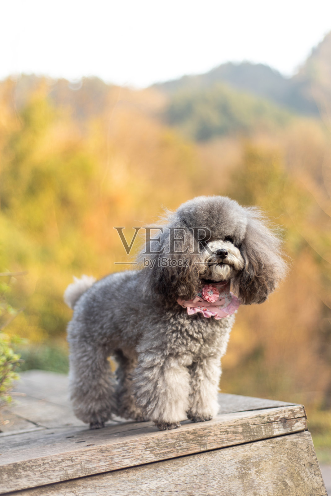 灰色贵宾犬照片摄影图片