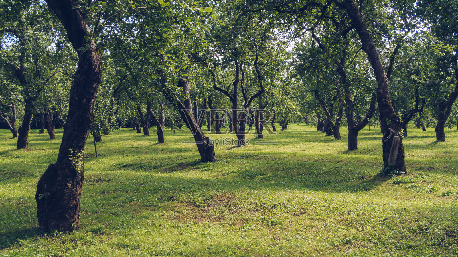 夏天的绿苹果园。果园里的老果树弯弯曲曲，白天阳光灿烂，无人问路。城郊区Kolomenskoe,莫斯科,俄罗斯。照片摄影图片