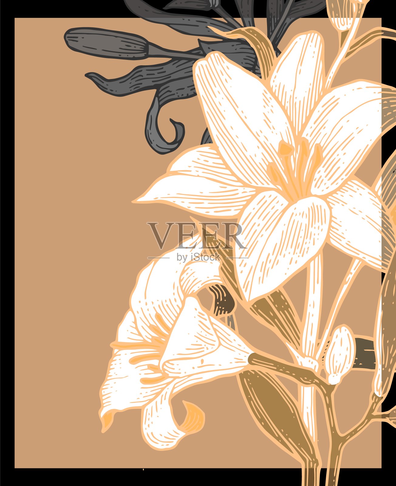 莉莉花。背景说明。手绘轮廓。园林植物的开花抽象工厂图片。向量插画图片素材