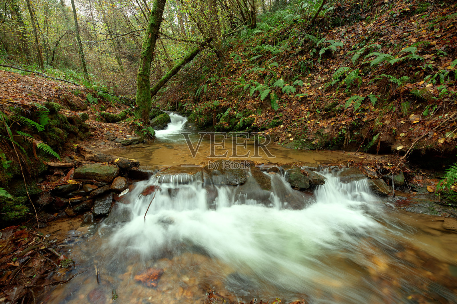 西班牙加利西亚地区一片长满棕色树叶的森林中间的一条小河。照片摄影图片