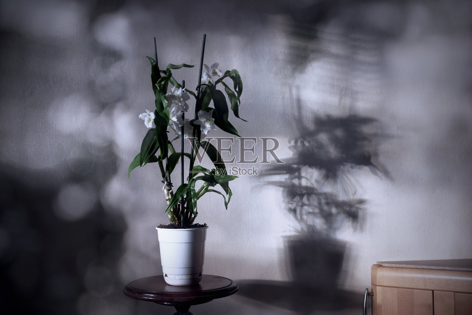 房间内盛开的石斛兰植物照片摄影图片