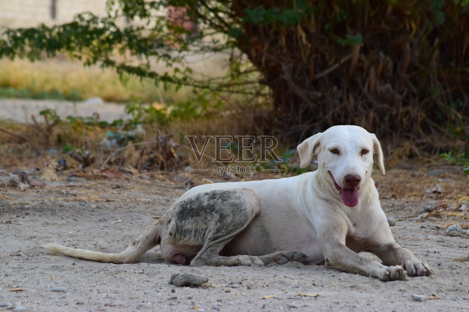一只巴基斯坦流浪狗躺在路边。白色亚洲动物无家可归的小径，户外自然背景墙纸照片照片摄影图片