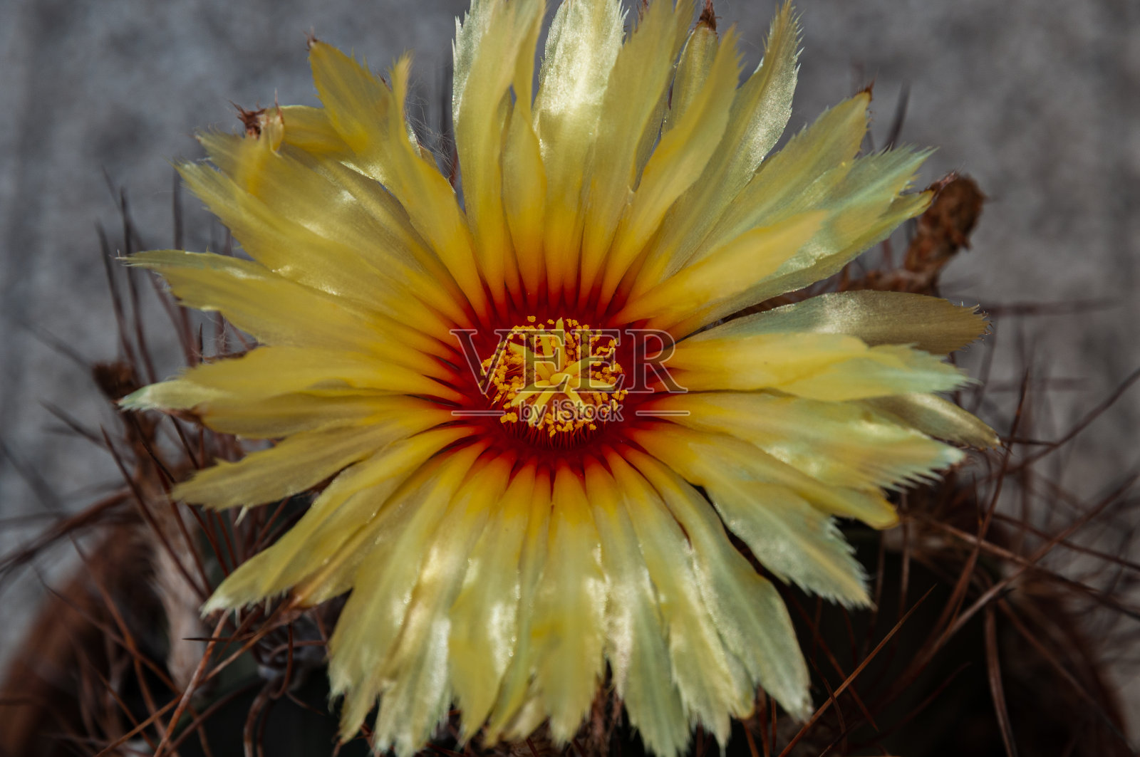 美丽的意大利植物和花照片摄影图片