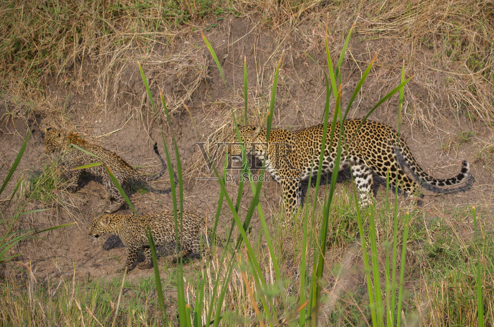 豹妈妈和幼崽照片摄影图片