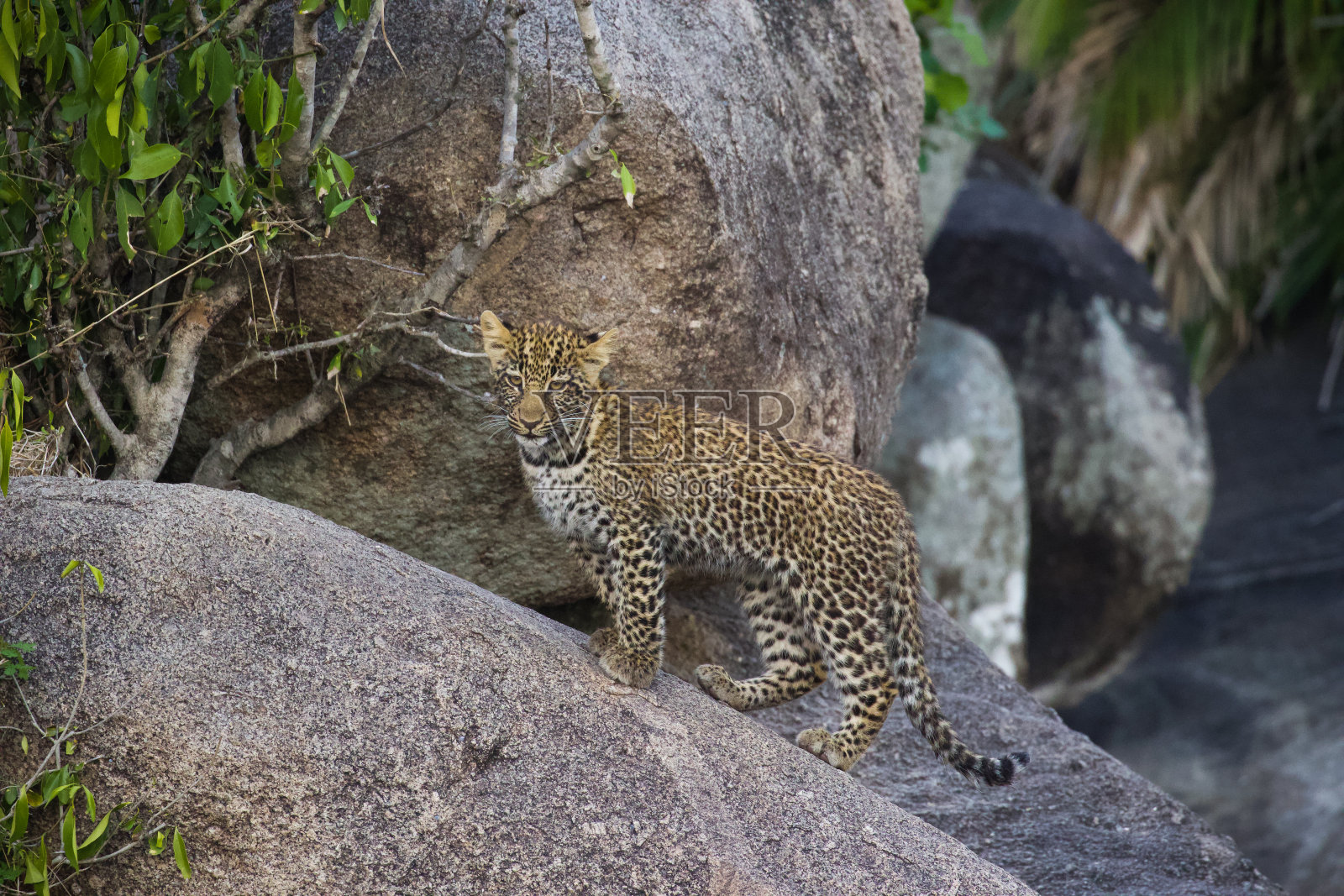 豹幼崽照片摄影图片
