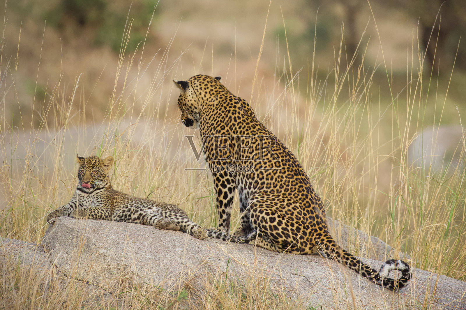 豹妈妈和幼崽照片摄影图片