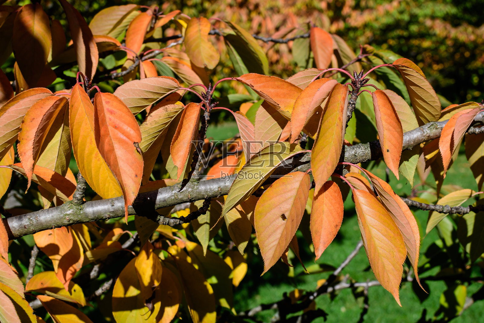 生动的绿色，黄色，红色和橙色的树叶在花园里的樱桃树在一个阳光明媚的秋天，美丽的户外背景与软焦点拍摄照片摄影图片