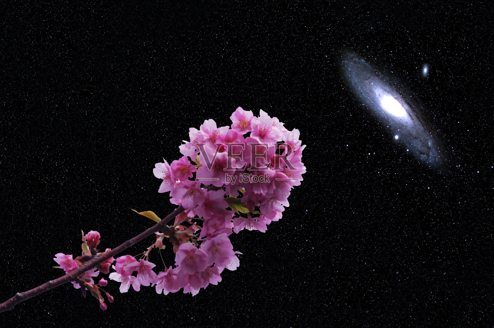 樱花和仙女座菌株照片摄影图片