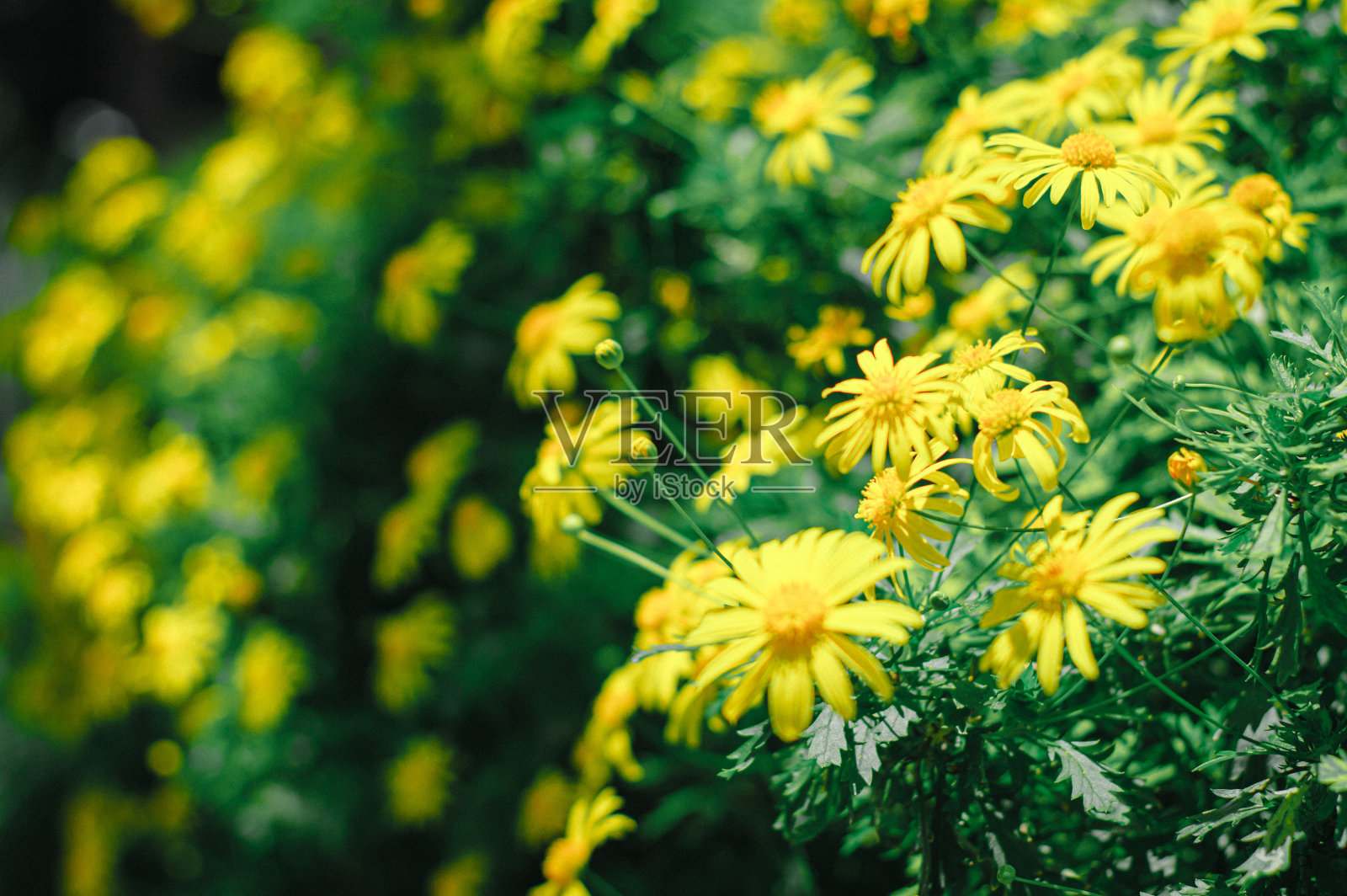 海湾花园的兰花照片摄影图片