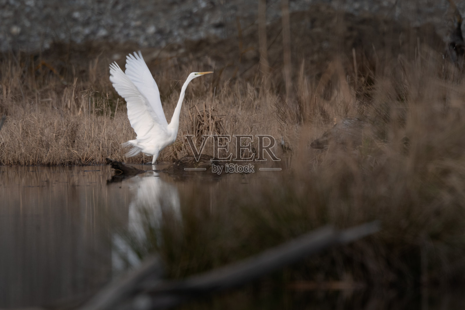湖上大白鹭展翅，水中白鹭倒影照片摄影图片