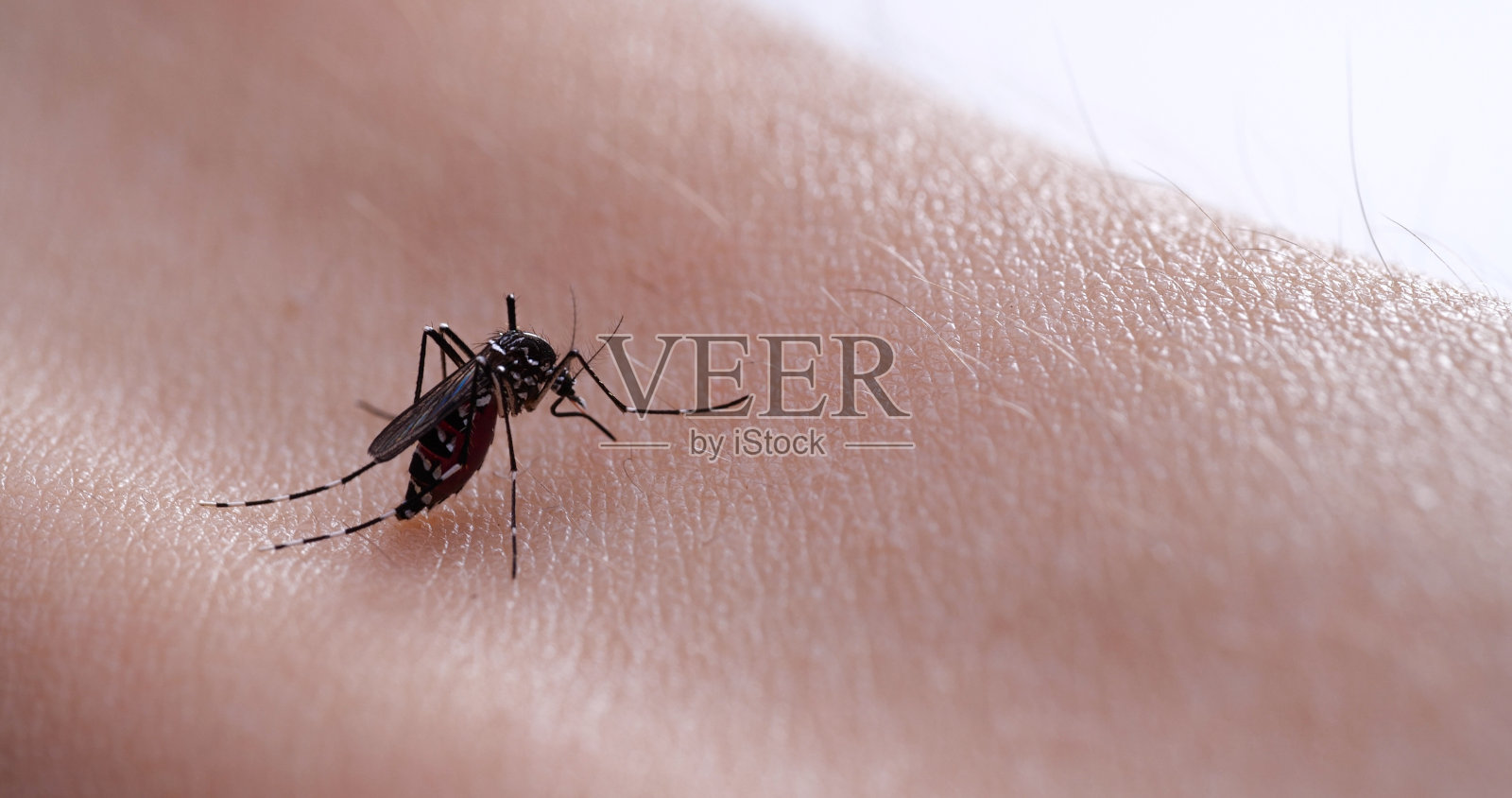 吸血的蚊子照片摄影图片