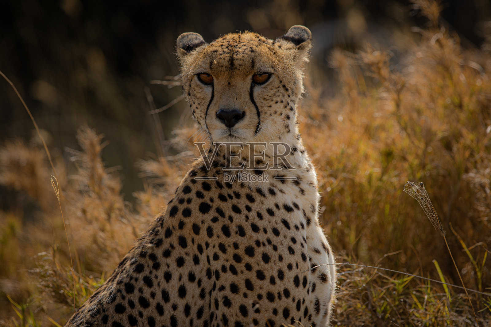 猎豹的肖像照片摄影图片