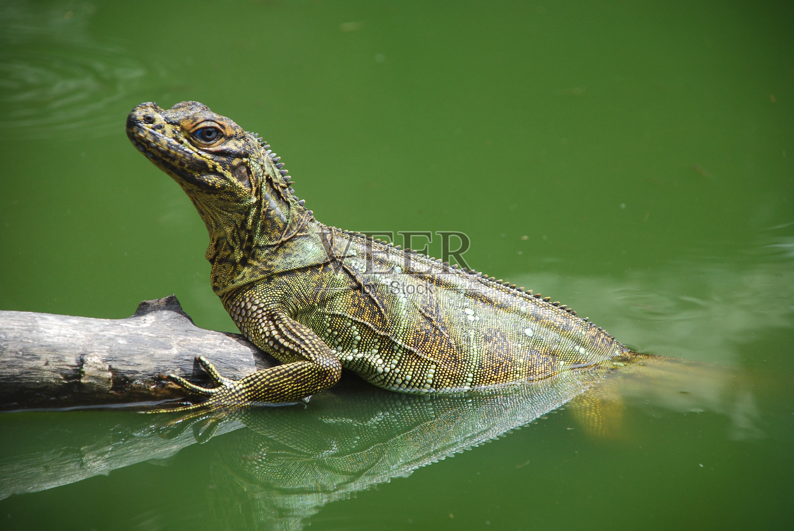 鬣蜥浮出水面照片摄影图片