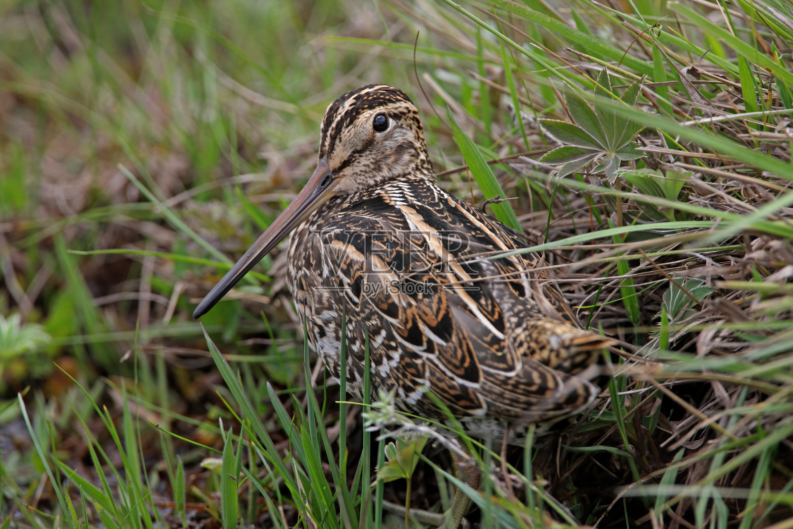 伟大的狙击照片摄影图片