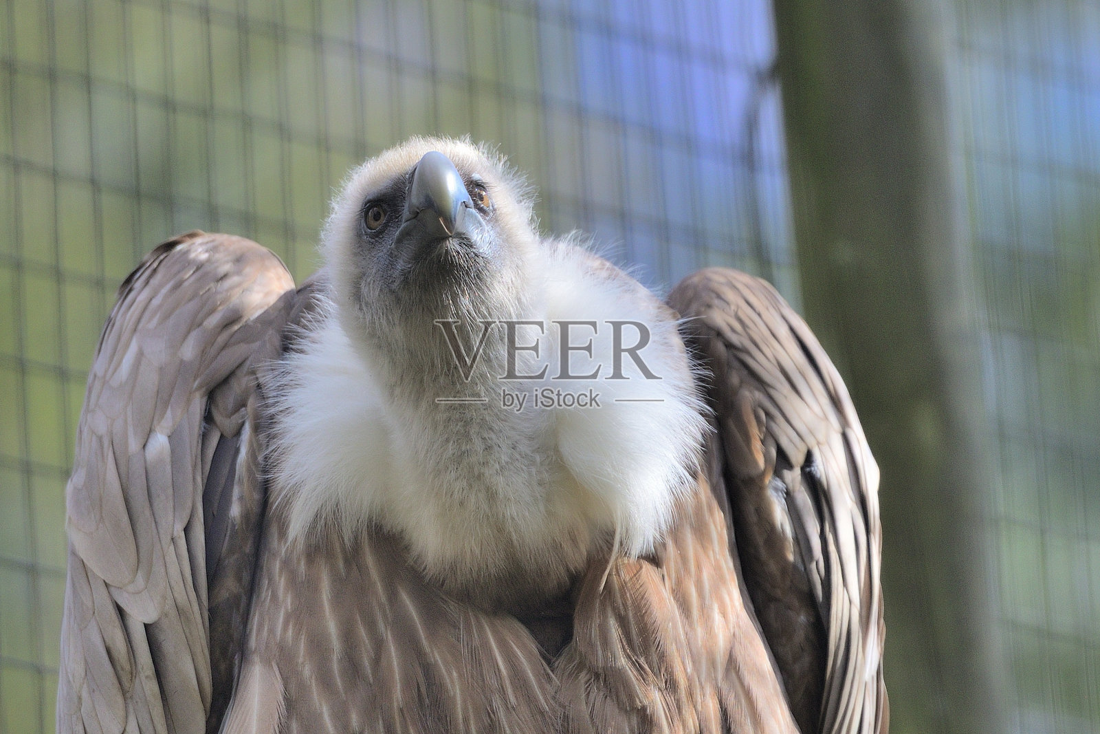 秃鹰照片摄影图片