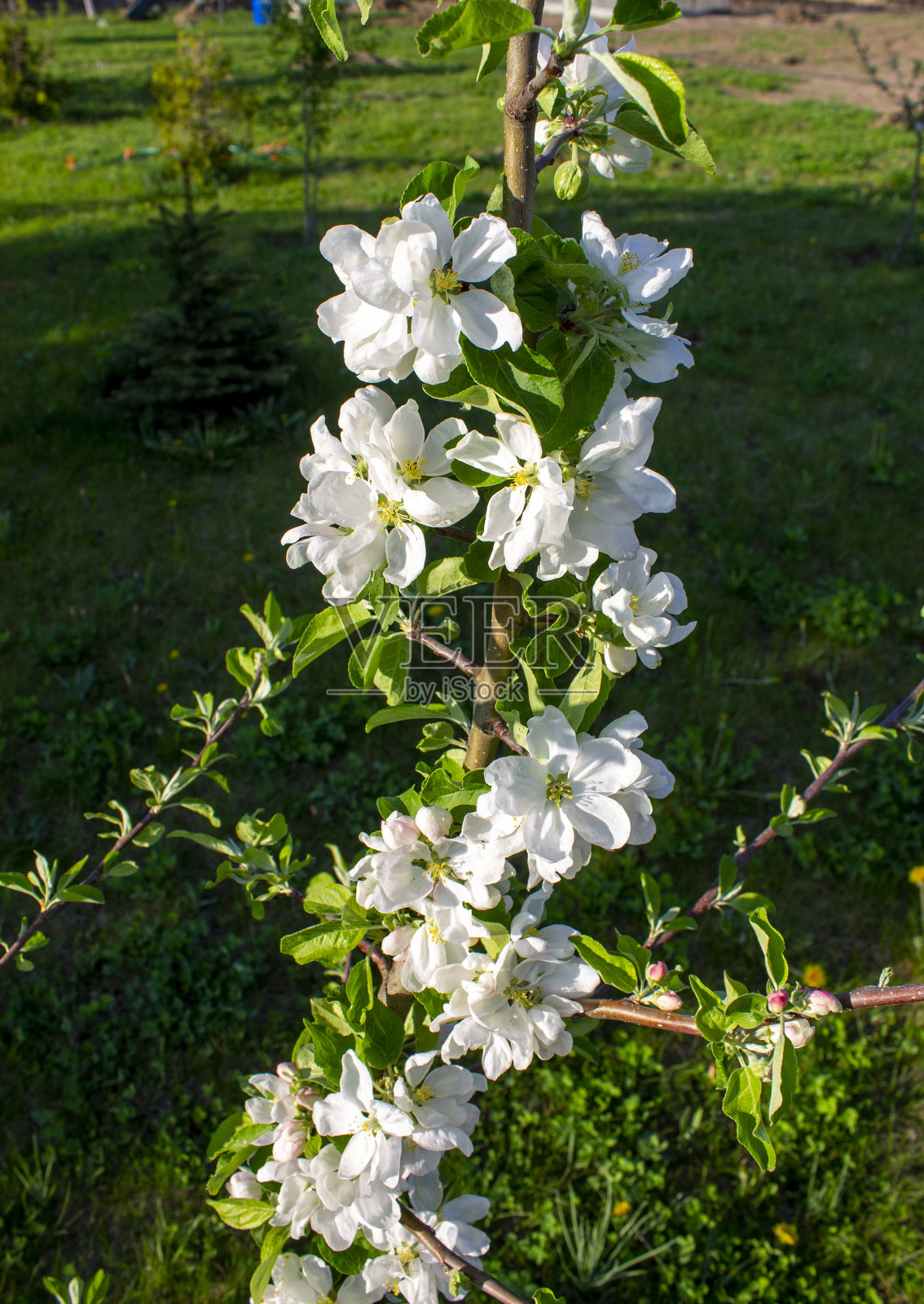 春天苹果树在花园里开花照片摄影图片