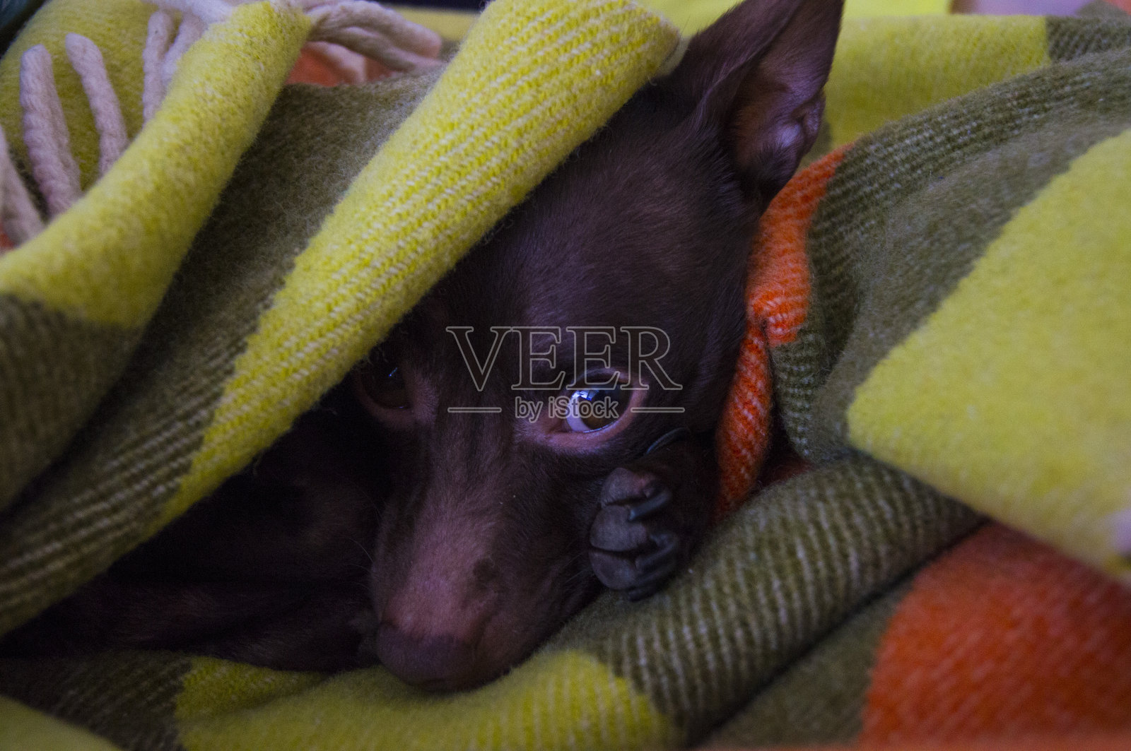 精彩的宠物照片摄影图片