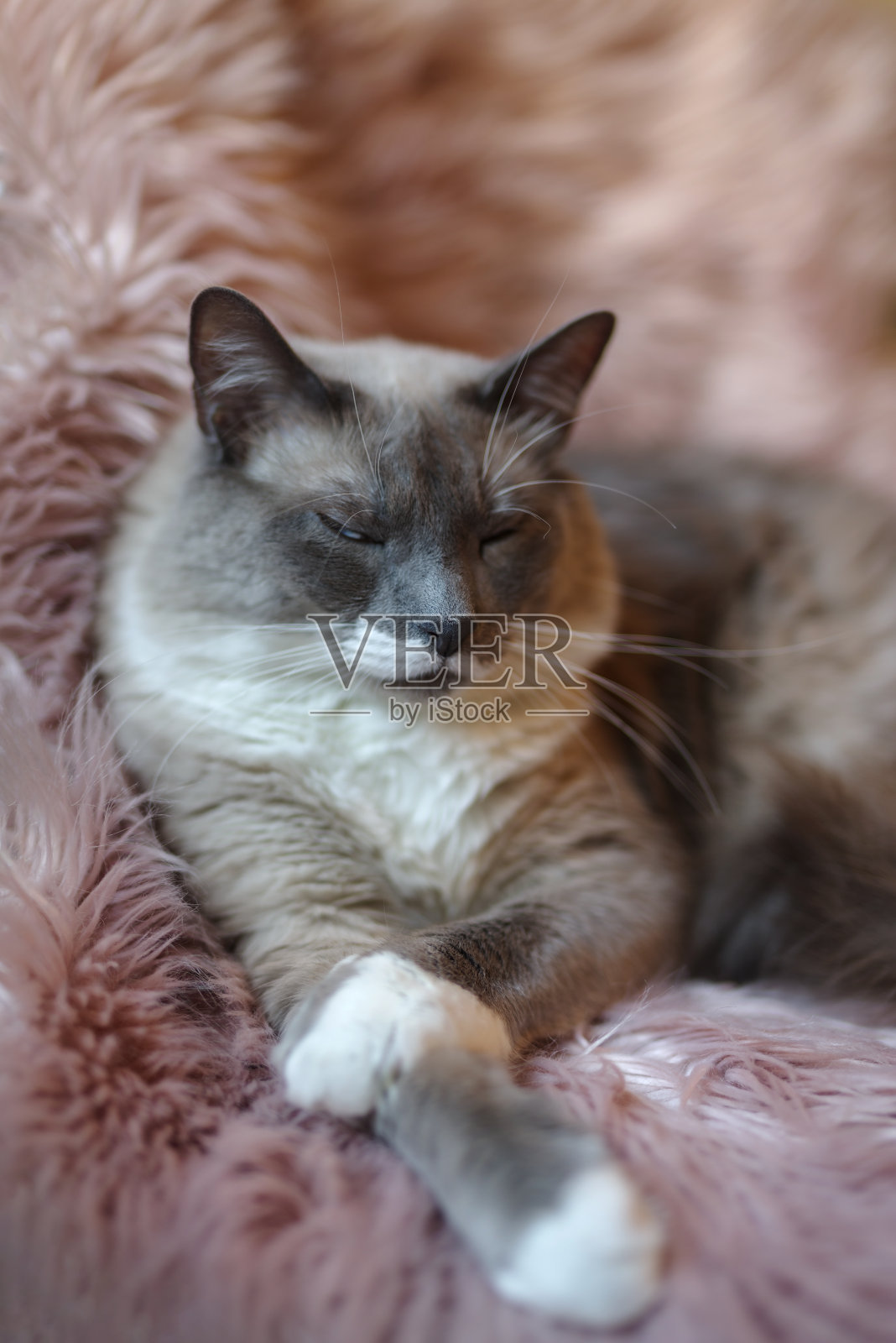 暹罗猫混合照片摄影图片