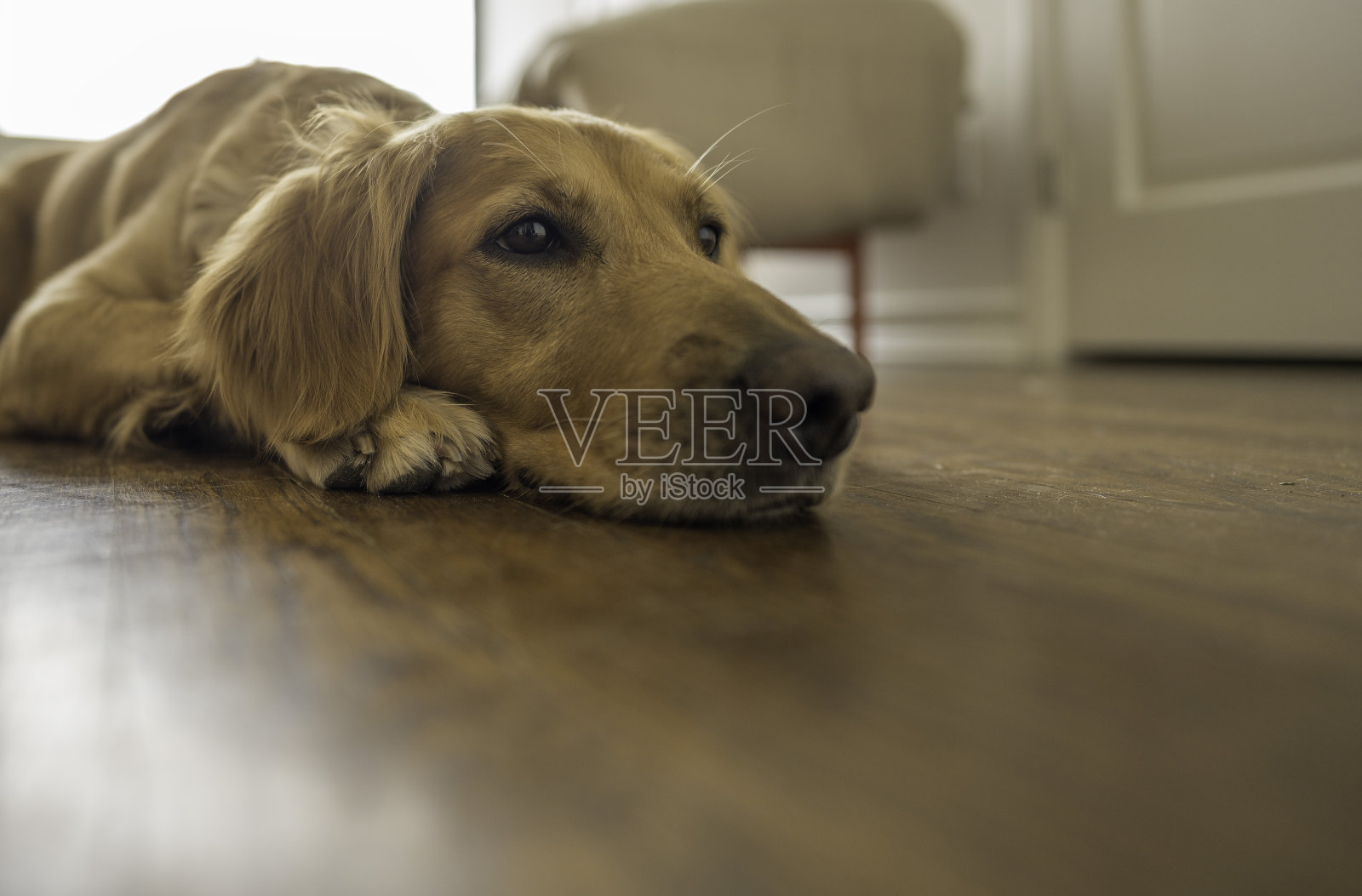女金毛猎犬躺在地板上，向外看照片摄影图片