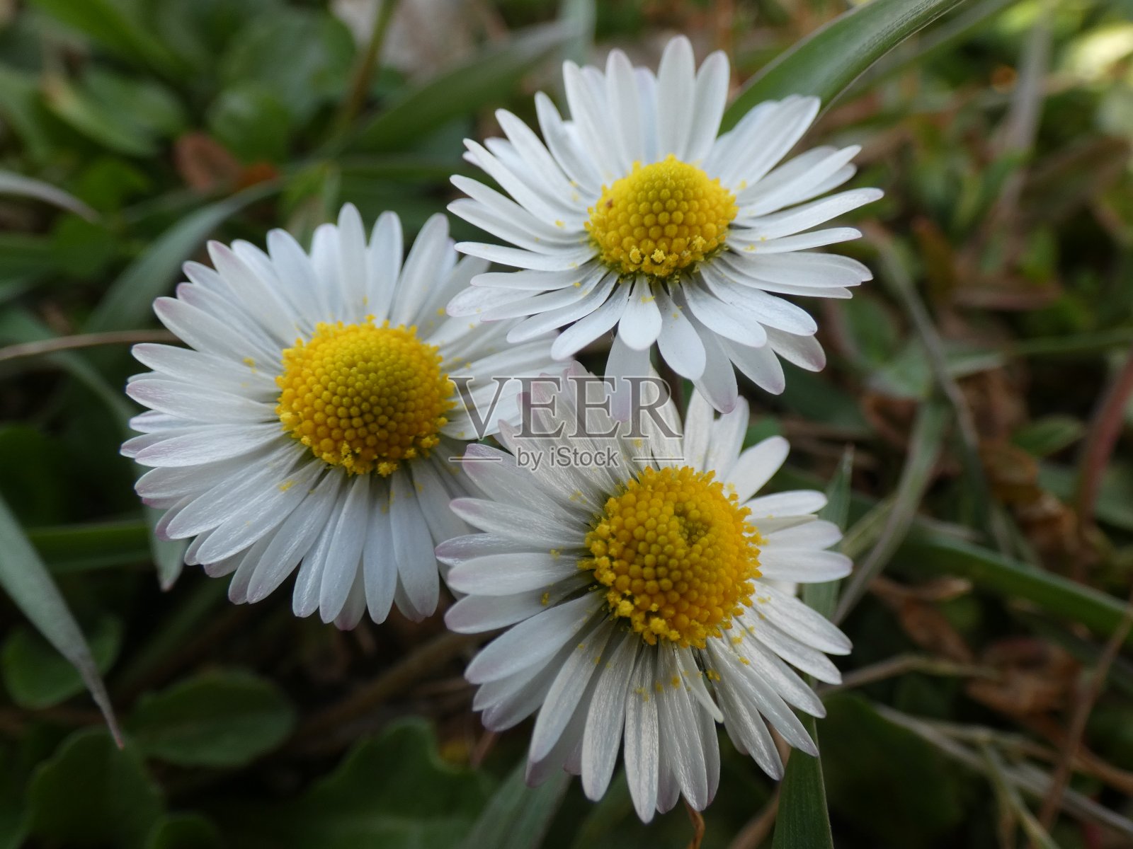 草地上的雏菊照片摄影图片