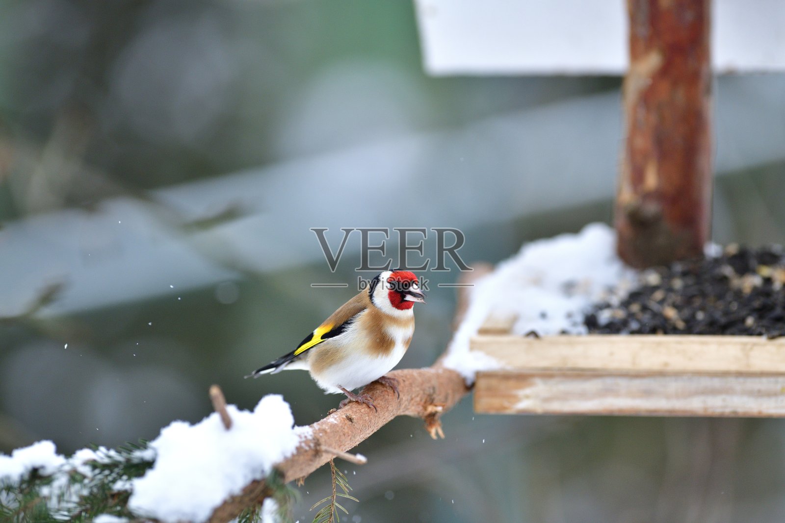 在多雪的冬天，金翅雀在喂食架上吃水果和种子的肖像照片摄影图片