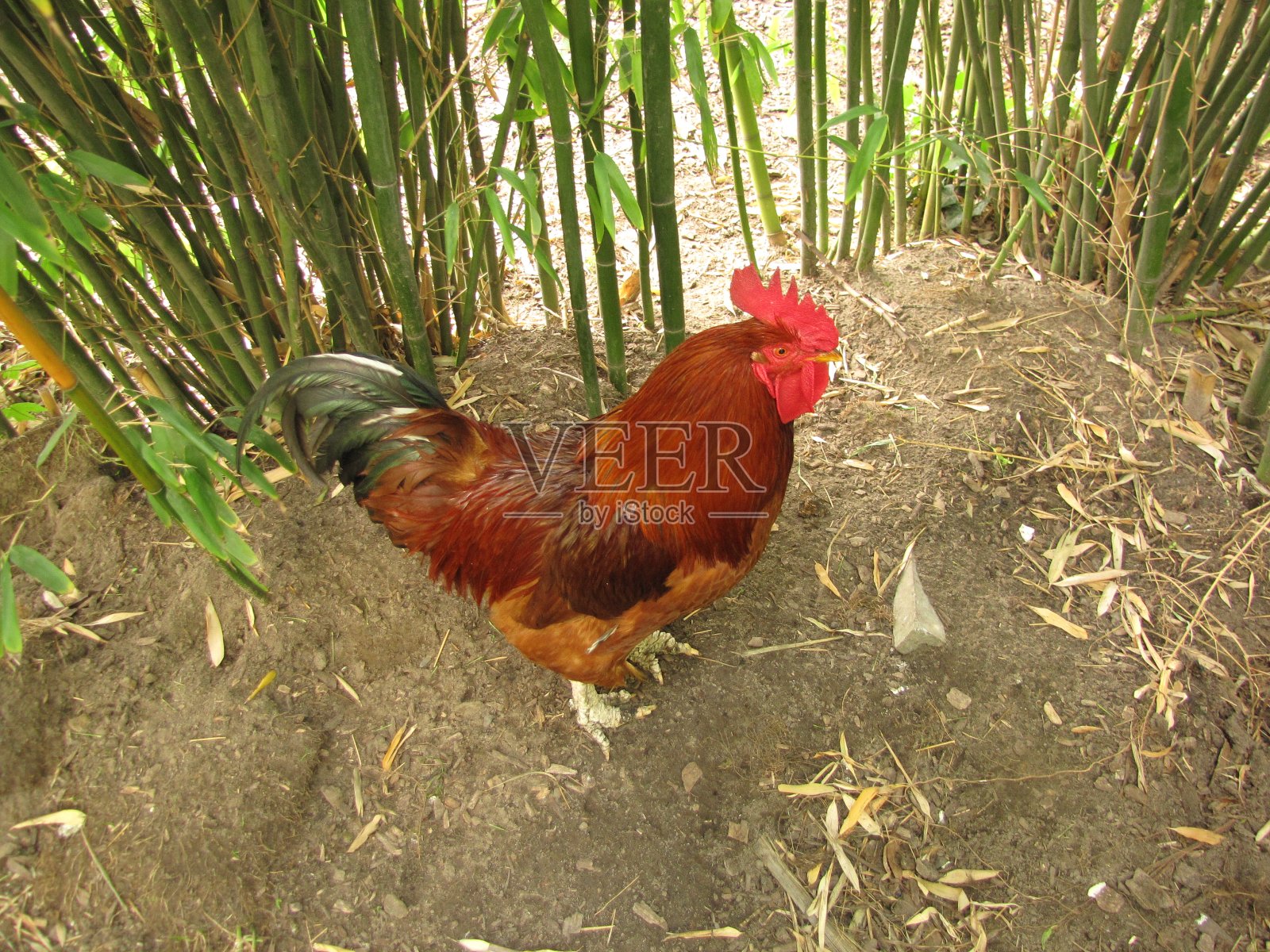 一只大公鸡在地里种着植物照片摄影图片