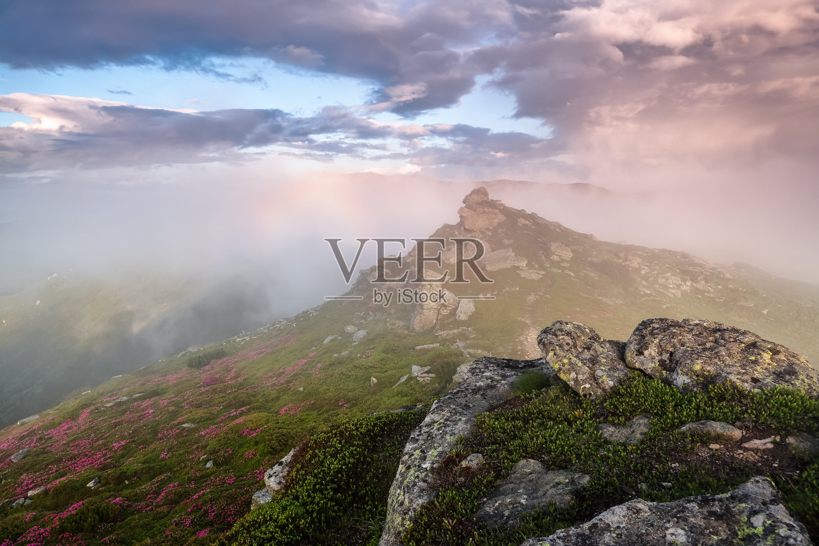 布洛肯幽灵在最高的山峦之间的草地上，雾和戏剧性的天空。美丽的夏天的风景。杜鹃花长在岩石上。照片摄影图片