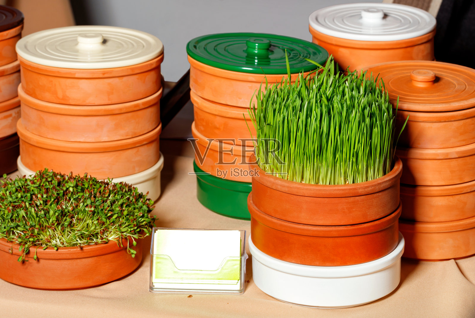 发芽的小麦和豆类谷物，在健康食品的特殊粘土容器中种植微型绿色植物，复制空间。照片摄影图片